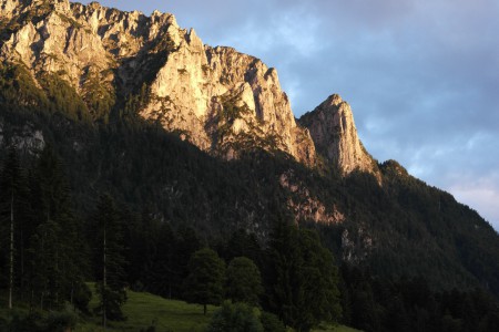Zahmer Kaiser